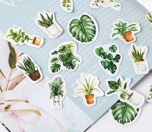 house plant sticker flakes