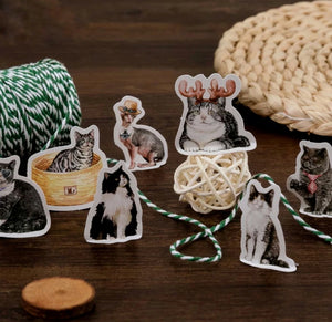 cute cats in hats decorative stickers
